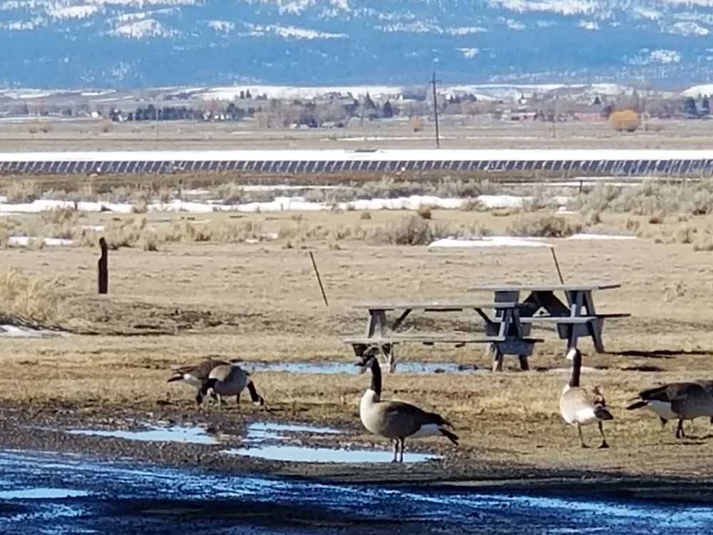 A group of geese in a campsite at WILD GOOSE MEADOWS RV PARK