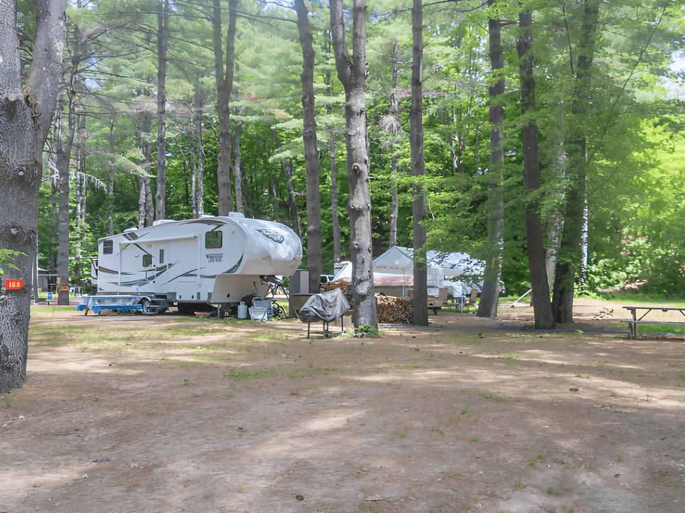 RVs parked in treed sites