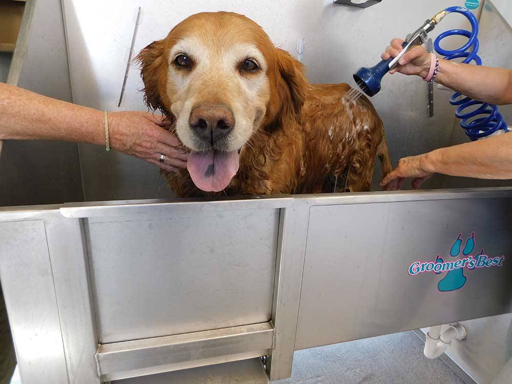 A dog getting a bath at ROUTE 66 RV RESORT