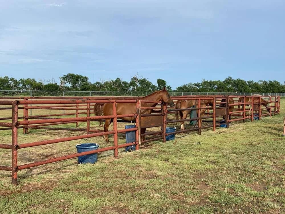 Four horse in the corral