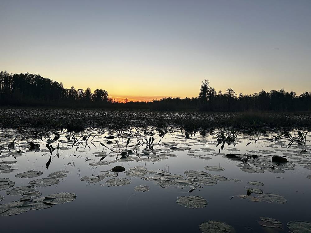 Lily pads on a pond at dusk