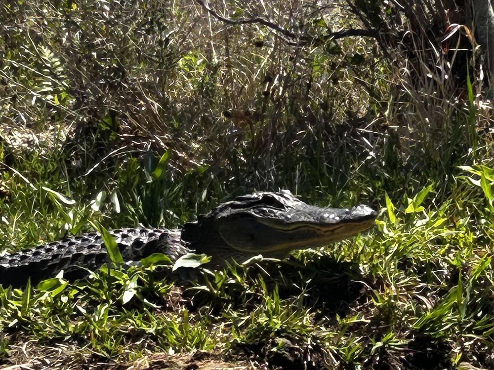 An alligator in the brush