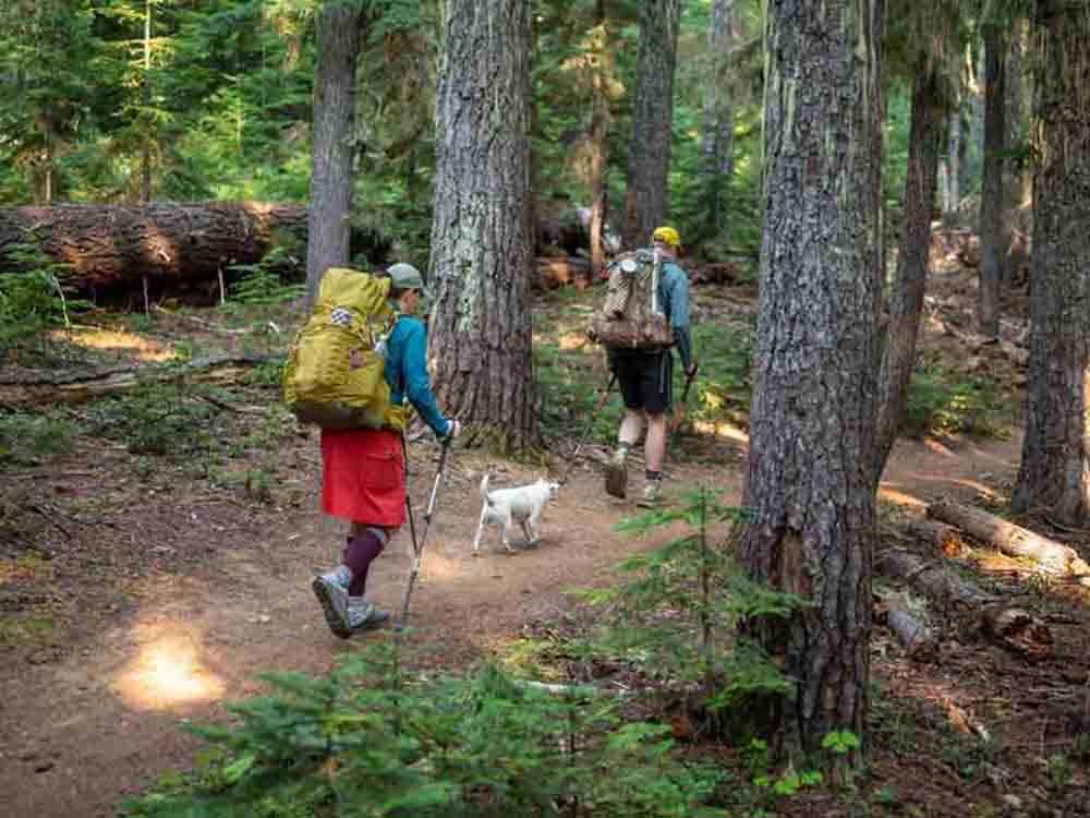 A couple and a dog hiking thru the forest at SHELTER COVE RESORT AND MARINA