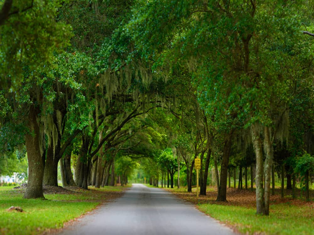 Wooded road with tall trees