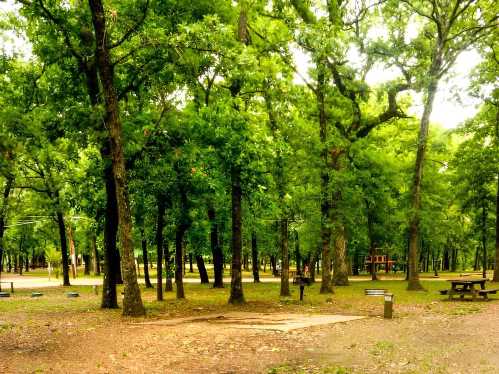Tall trees at Shiloh on the Lake