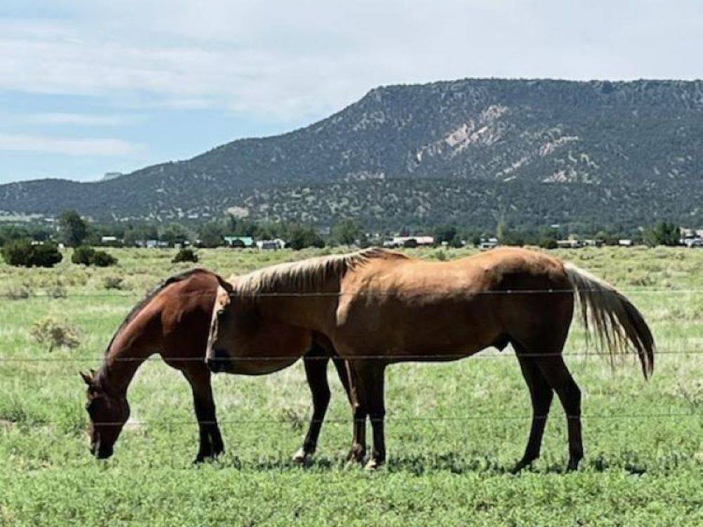 Horses in a grass field at Springerville RV Park