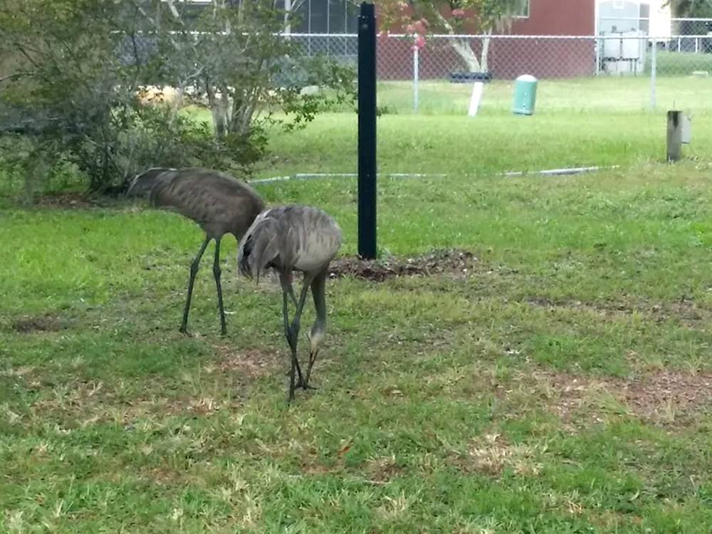 Birds at a site