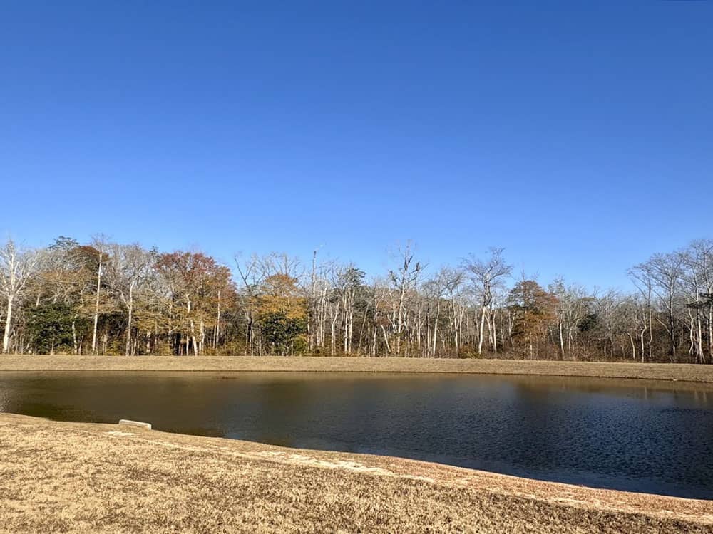 A view of the pond