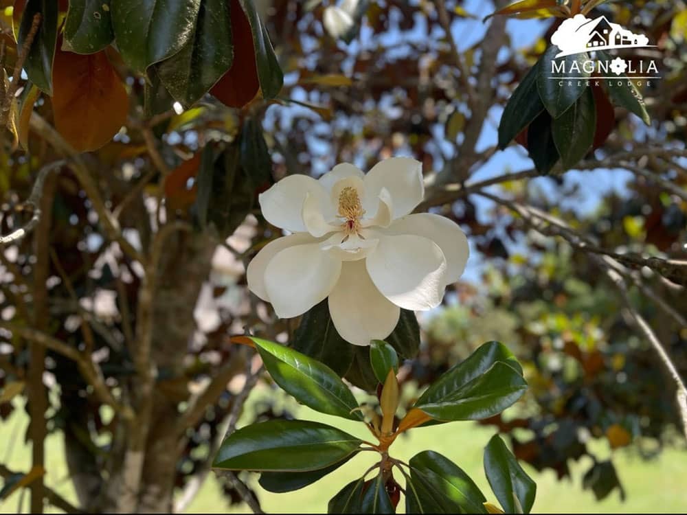 A magnolia