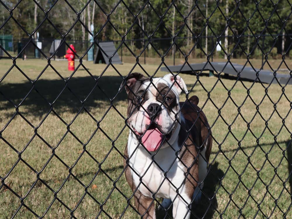 A dog enjoying the dog park