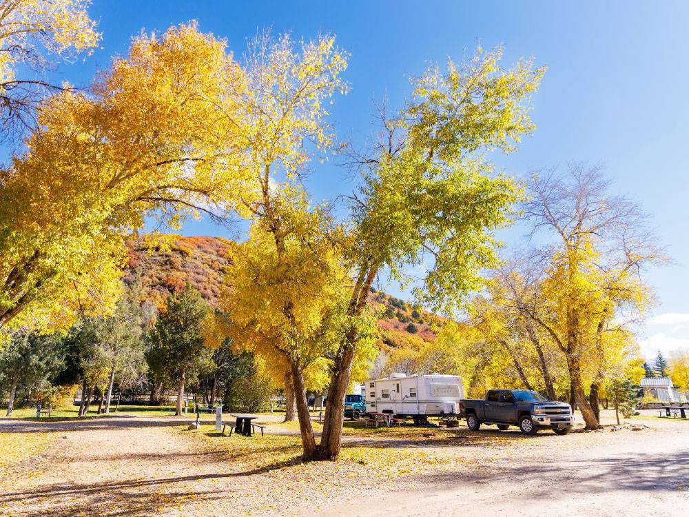 Trees at autumn time
