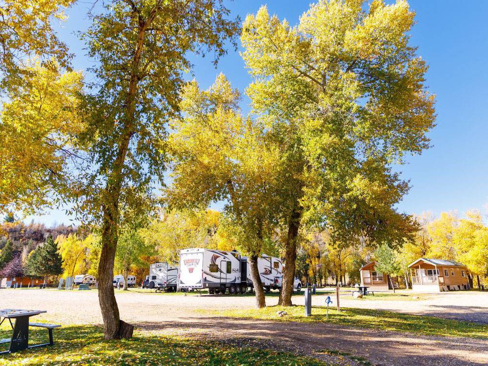 RVs next to trees