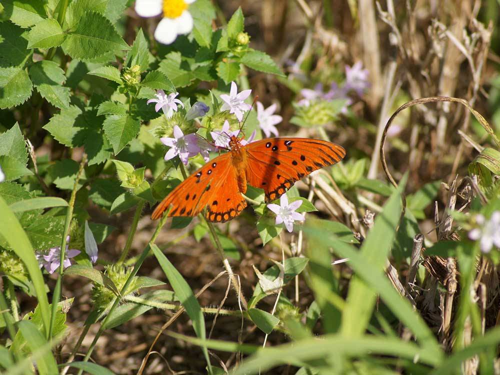 An orange butterfly on a flower at GRANDMA'S GROVE RV PARK
