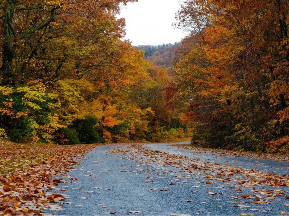 A road with autumn leaves nearby at SPRING CITY RV PARK