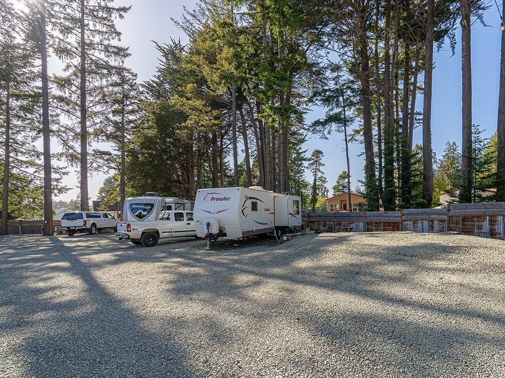 RVs parked under tall trees