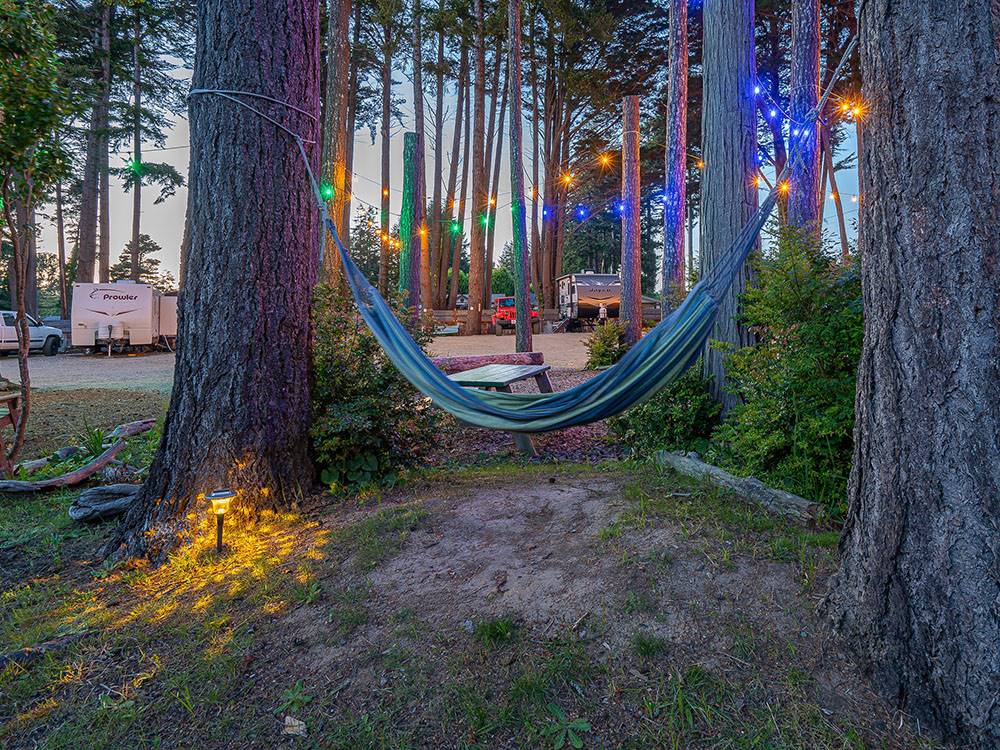 Hammock under the trees