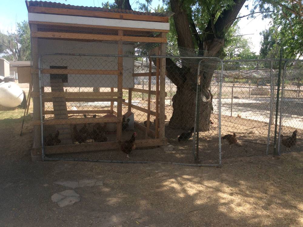 A fenced chicken coup