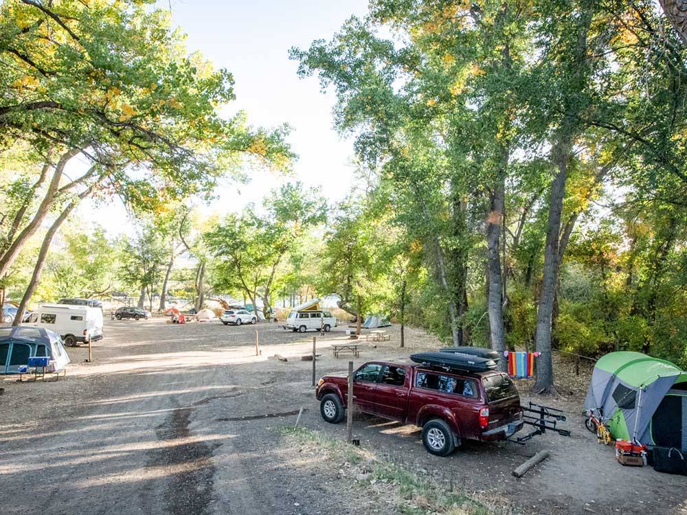 Campsites near wooded area at PALISADE BASECAMP RV RESORT