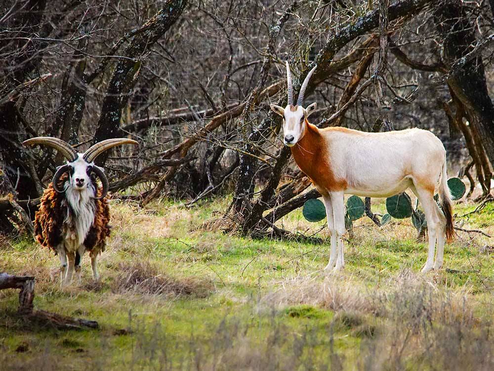 A four horned sheep and an Oryx in the woods at HIDDEN LAKE RV RANCH & SAFARI