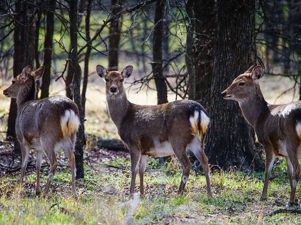 Three deer in the forest at HIDDEN LAKE RV RANCH & SAFARI