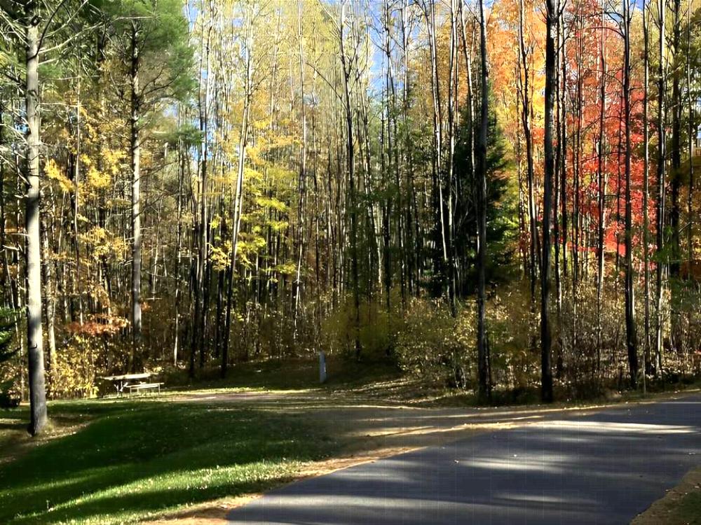Tall trees at Torch Lake Campground & RV Park