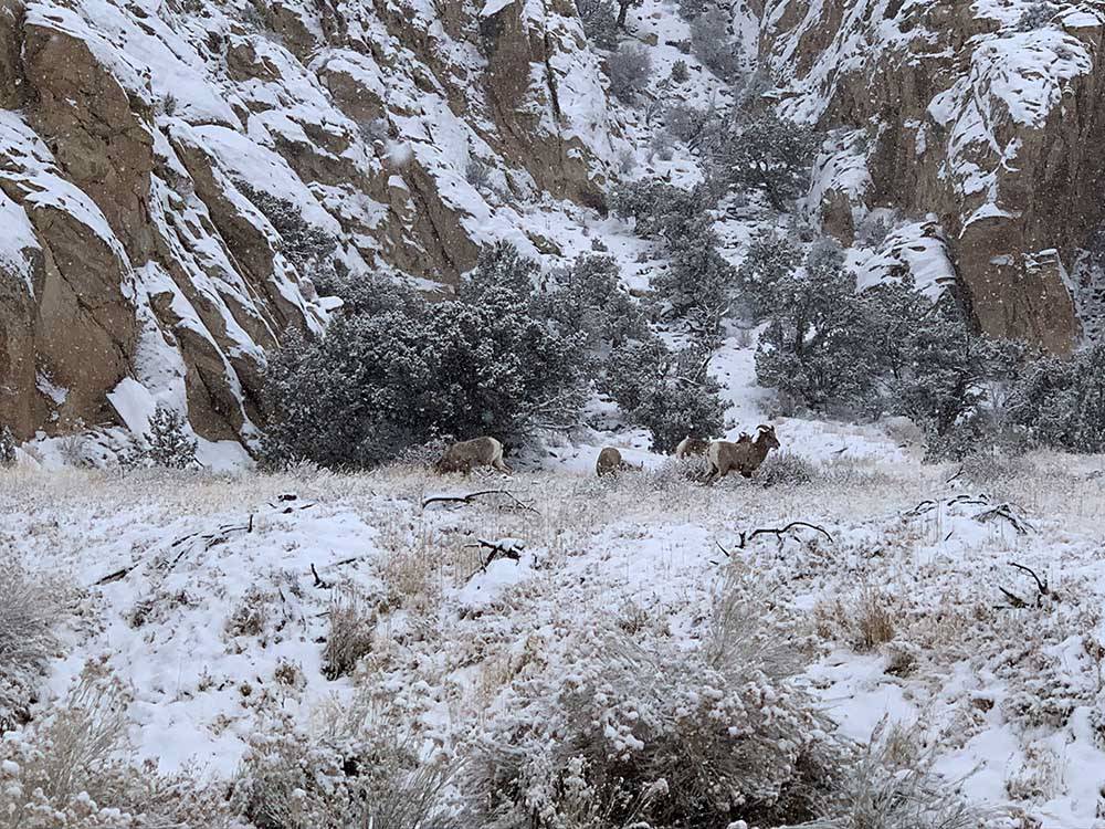 Bighorn sheep in the snowy mountains at FREMONT RIVER RV PARK