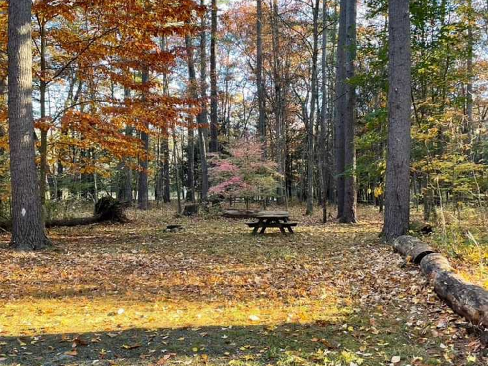 Leafs at site Dingmans Campground