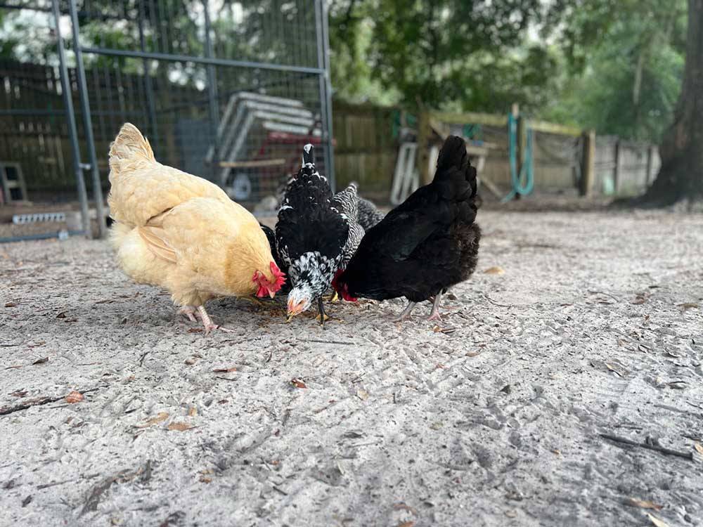 Three chickens eating at LOST LAKE RV PARK