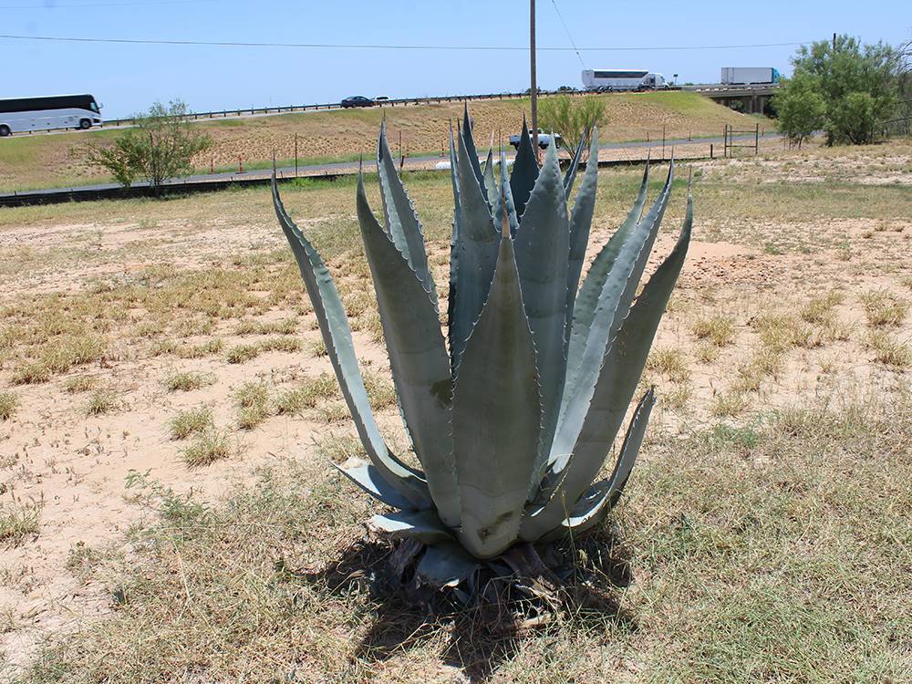 Large cactus at Cotulla Camp Resort