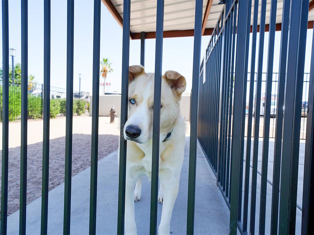 Dog at a fence at Deer Valley RV Park