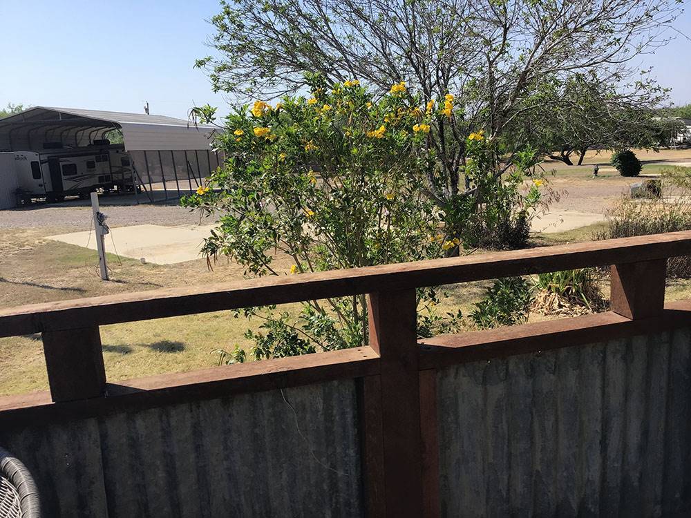 A flowering tree at Amigo Inn & RV Park