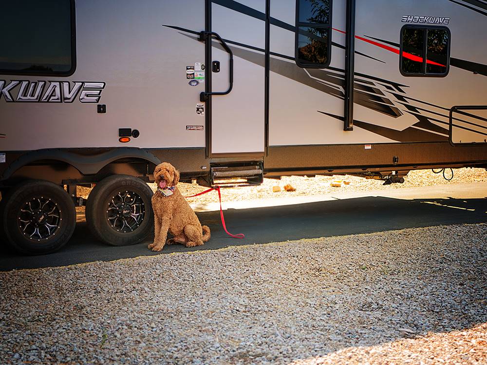 Dog sitting in front of trailer at Casino Del Sol RV Park