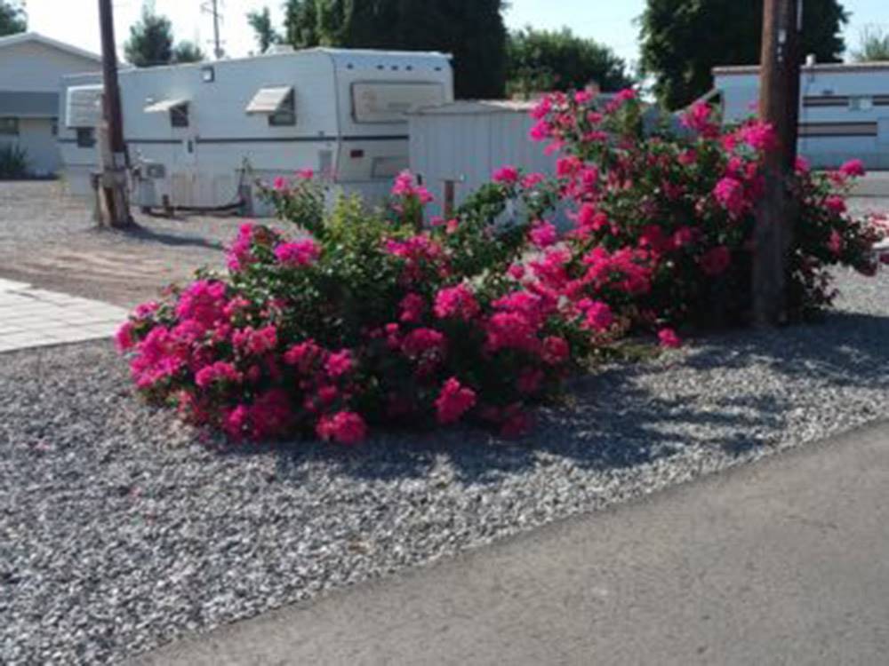 Bushes with bright red blossoms near RV site at GOLDWATER MOBILE HOME & RV PARK