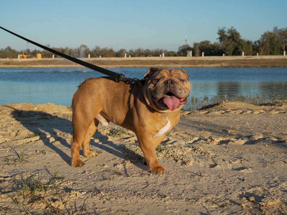 A dog on the shore