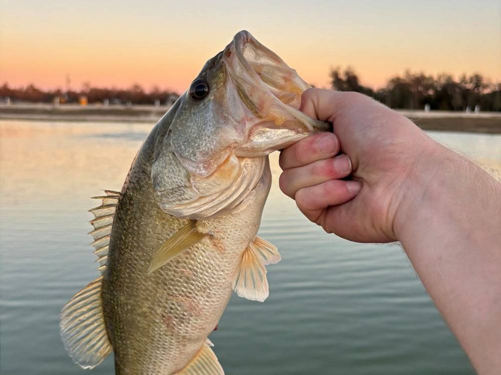 A caught fish