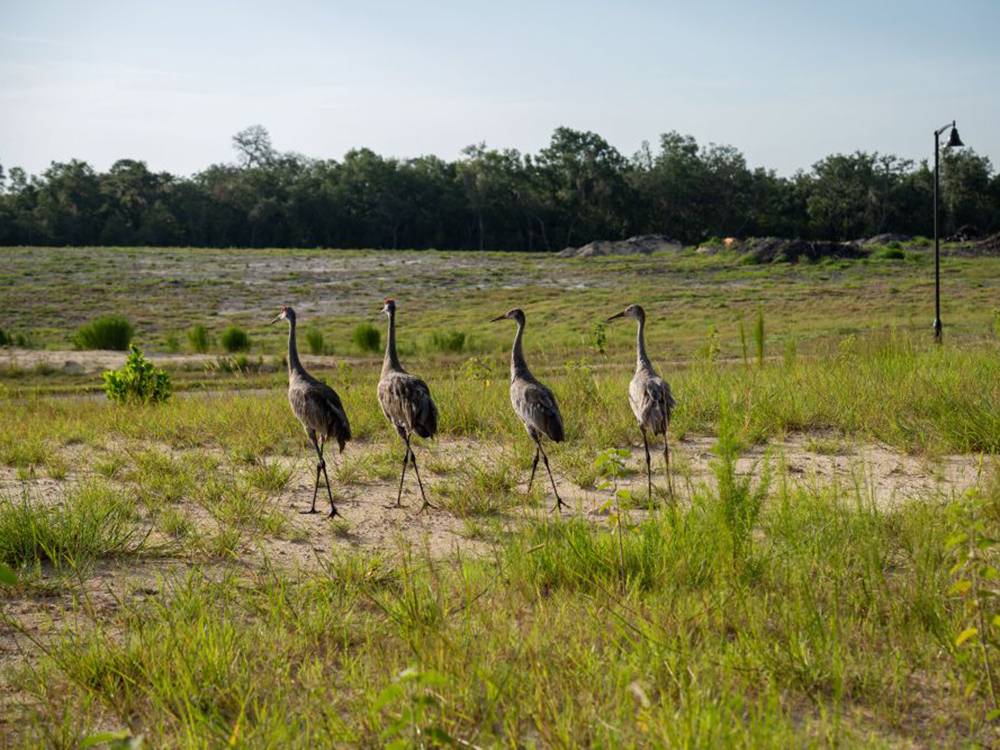 Birds walking in the park