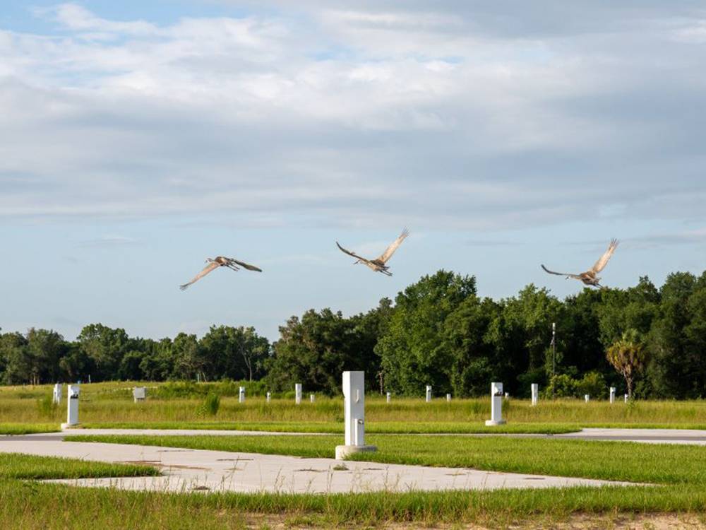 Birds flying in the park