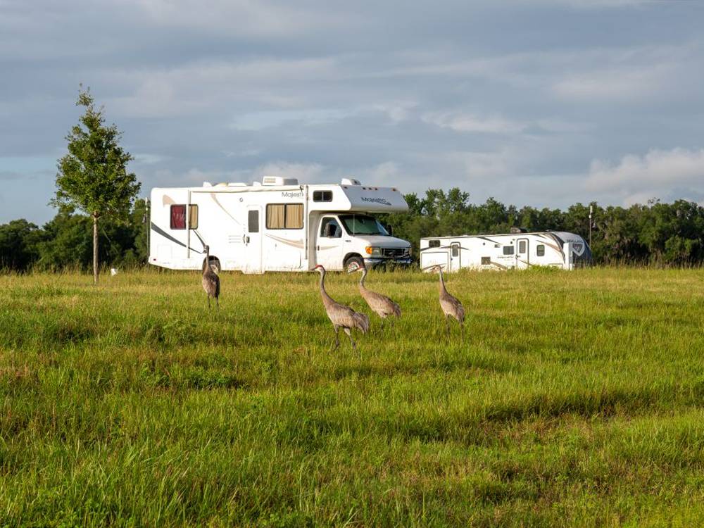Birds at a site