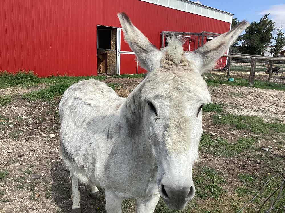 A white donkey next to a barn at HANSEN FAMILY CAMPGROUND & STORAGE