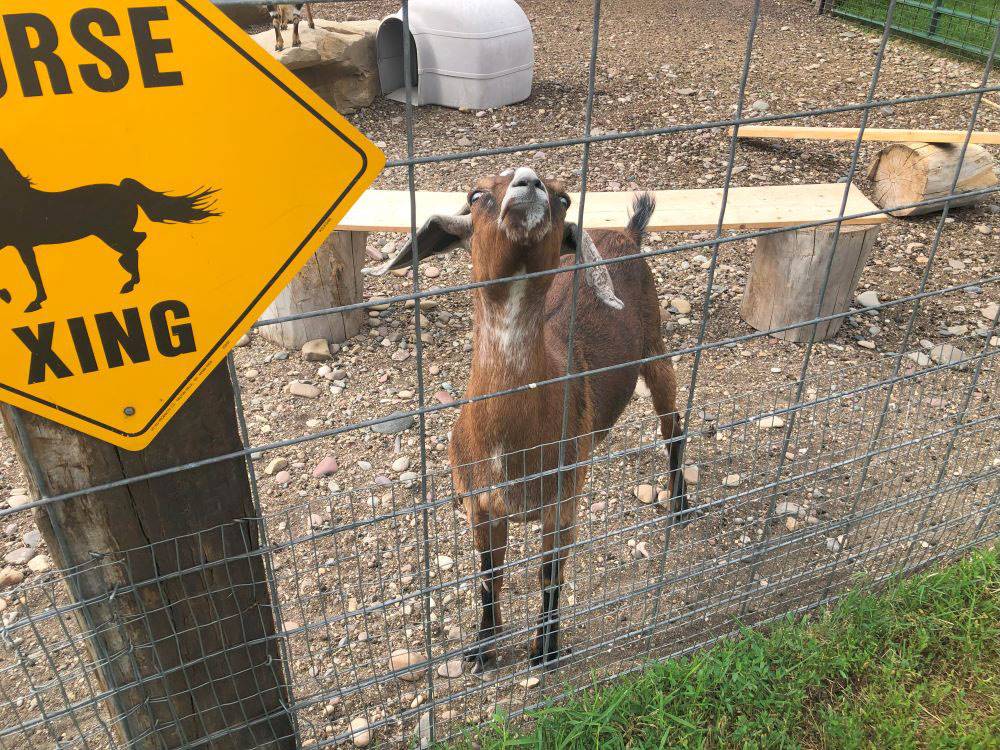 A little goat looking through a wire fence at Hansen Family Campground & Storage