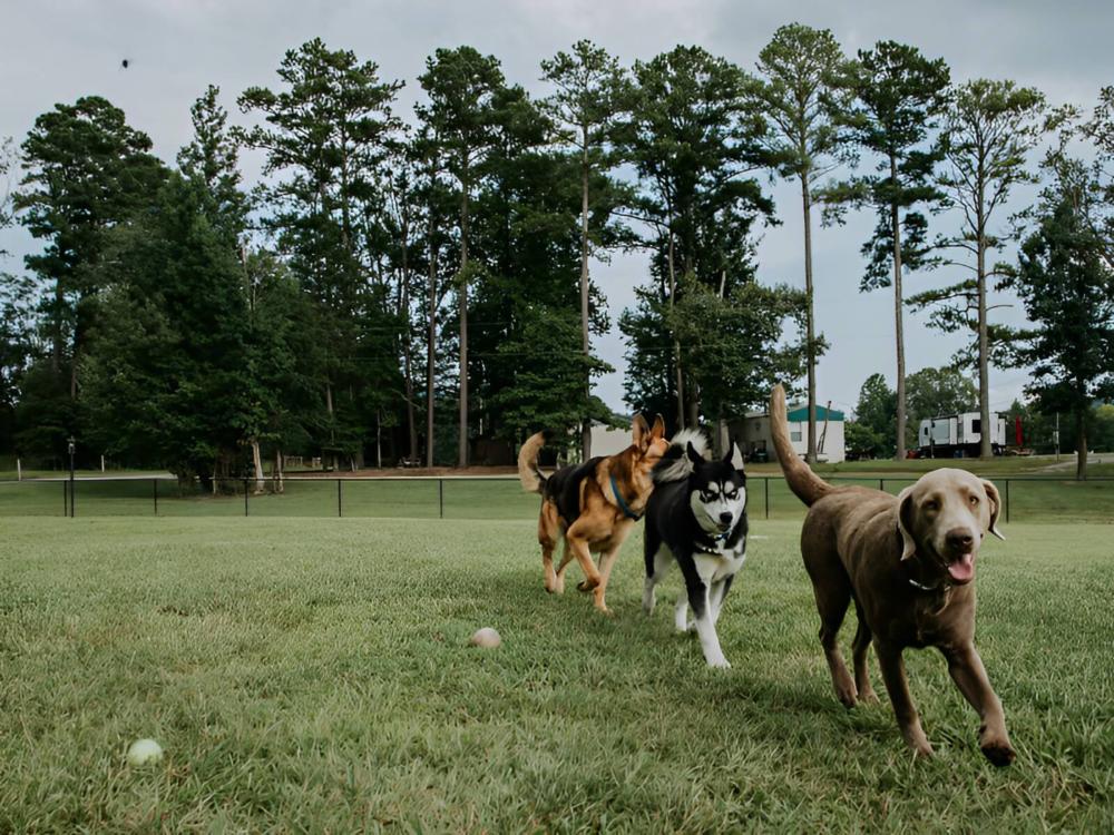 Dogs running on the grass