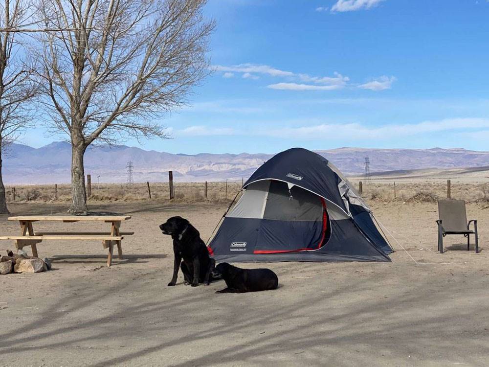 Tent site with dogs