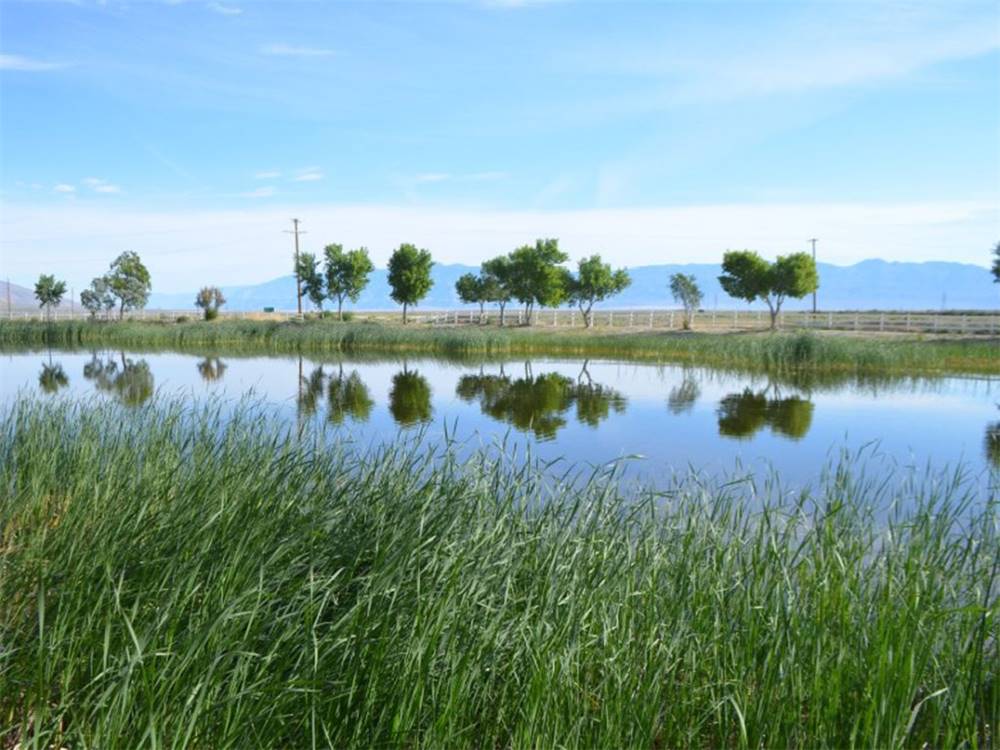Lake Olancha in summer with tree reflections on water