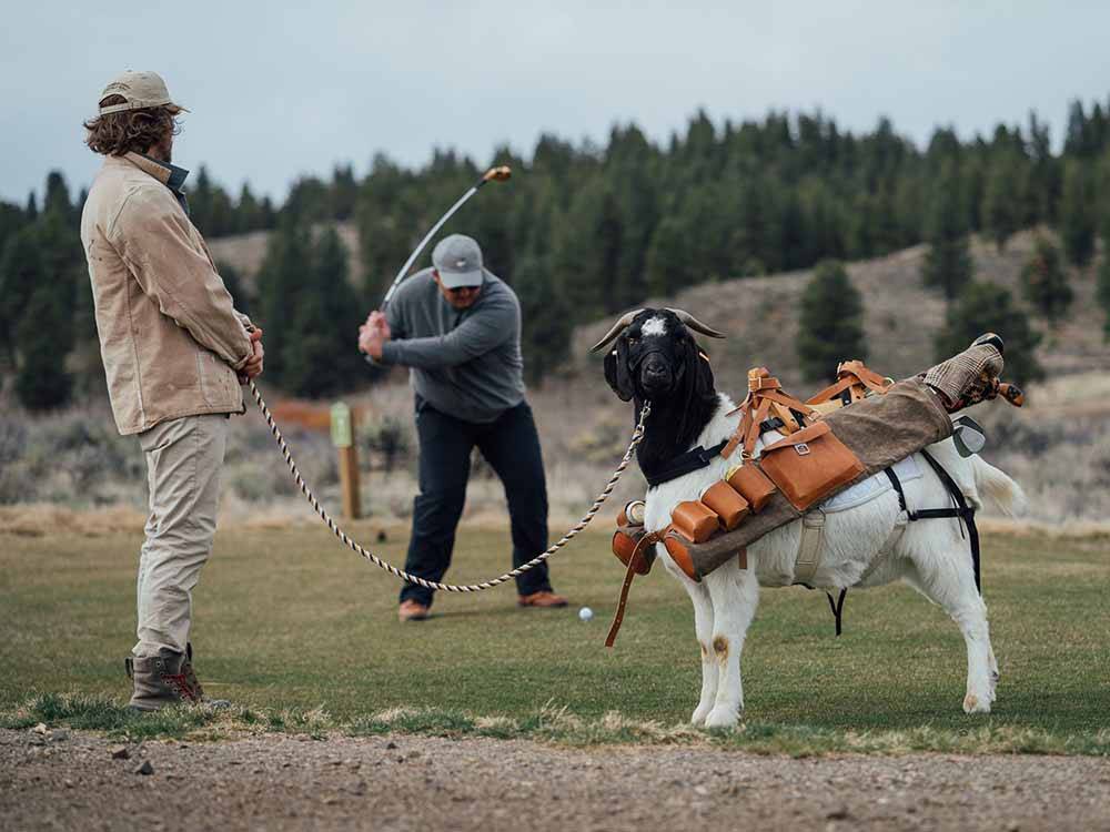 A man golfing while the goat holds his clubs at THE RETREAT, LINKS & SPA AT SILVIES VALLEY RANCH
