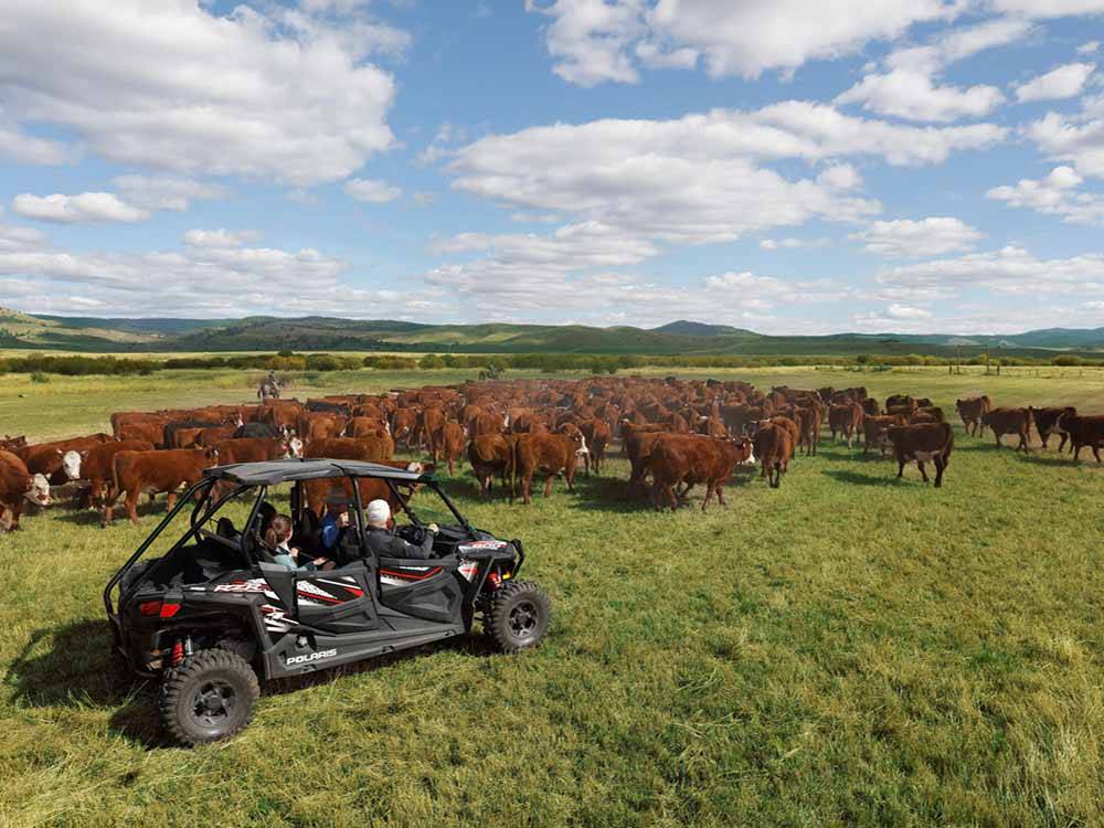 A family riding an ATV in a field with a hoard of cows at THE RETREAT, LINKS & SPA AT SILVIES VALLEY RANCH