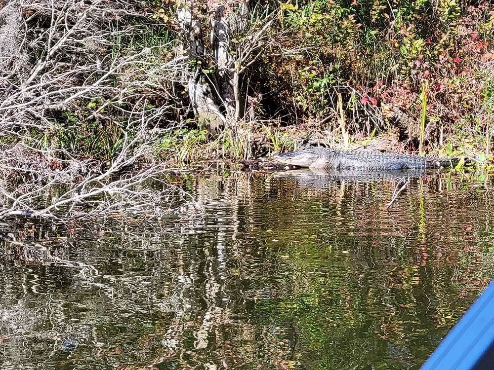 Alligator surrounded by foliage at HAINES CREEK RV PARK