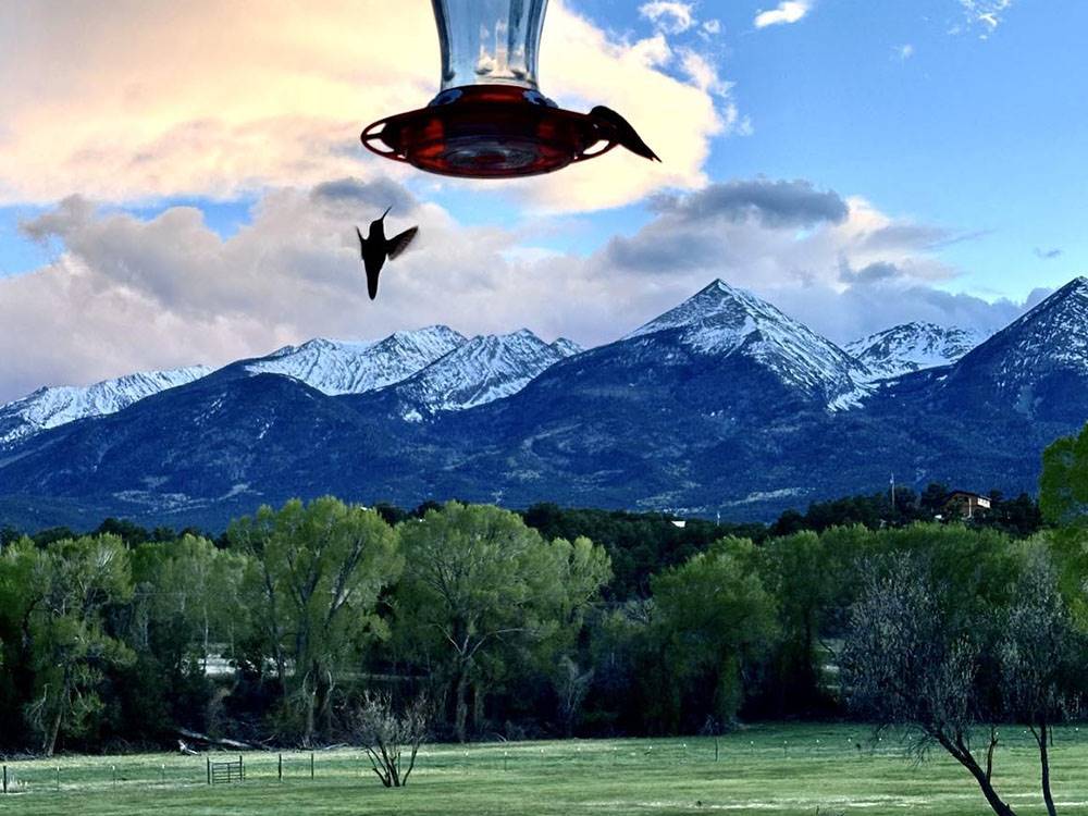 Bird at a bird feeder by the water