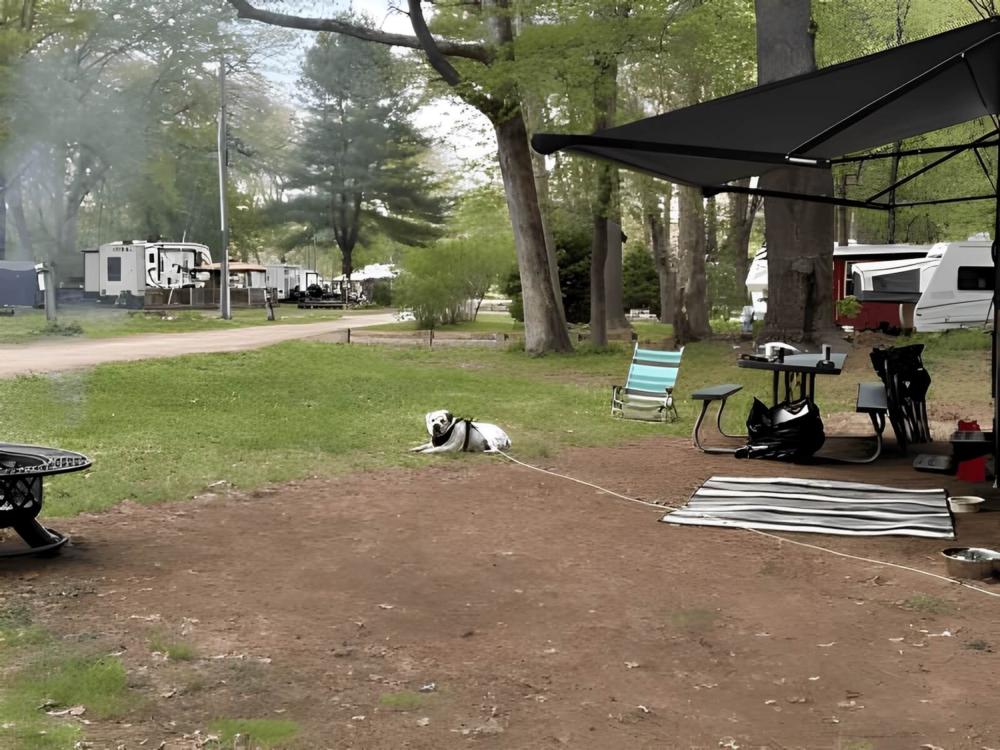 A dog on leash in a campsite