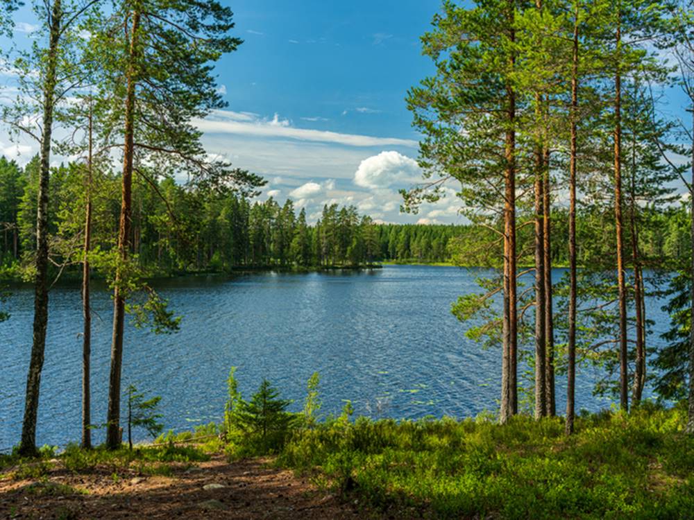 Opening in a forest overlooking a scenic lake