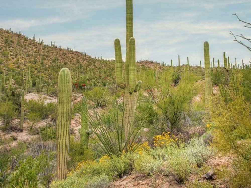 Views at nearby Tucson Mountain Park at PALO VERDE ESTATES